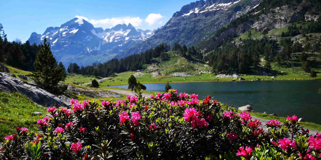 rododendros-flor-posets-de-madalena